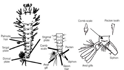 Aedes aegypti larval morphology. | Download Scientific Diagram