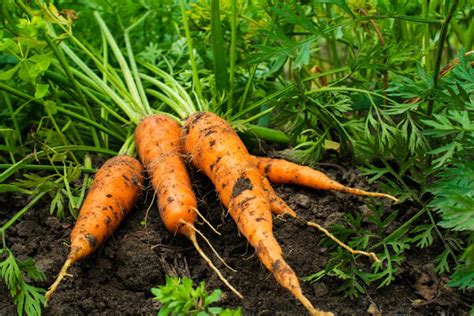 Planting carrots. Growing carrots in the open field