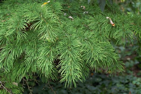 Larch | Coniferous, Deciduous, Needle-Leaved | Britannica