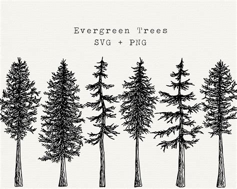 Evergreen Tree Outline Drawing