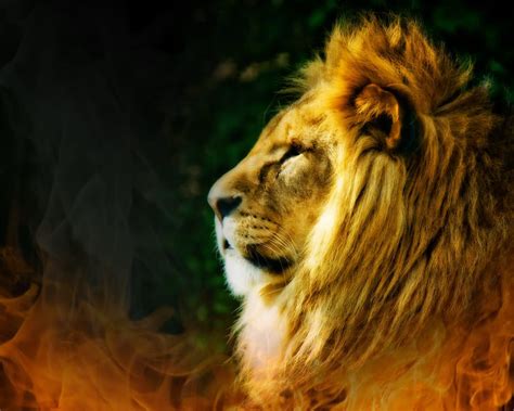 Lion Of Sri Lanka Wallpaper | Sri lanka, Lion, Animals