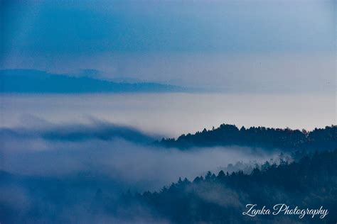 Misty forest by zankaphotography on DeviantArt