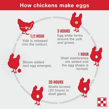 How Do Chickens Lay Eggs| Purina Animal Nutrition