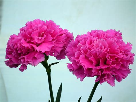 Free photo: Pink carnation flower - Beautiful, Carnation, Close-up ...