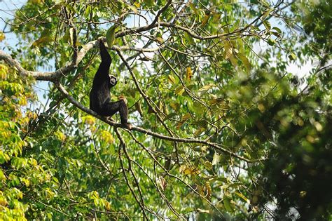 Pileated gibbon (Hylobates pileatus)