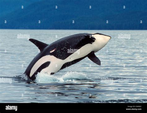 Killer whale breaching Stock Photo - Alamy