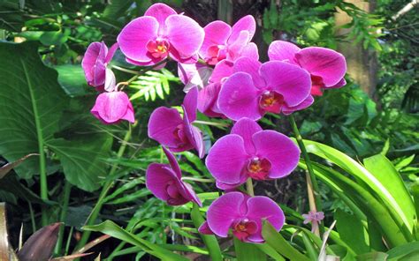 Flowers Pink Orchids Phalaenopsis Tropical Rainforest 1920x1200 ...