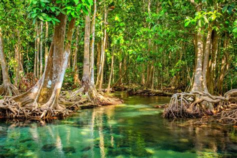 Mangrove forest reveals ancient climate change effects • Earth.com