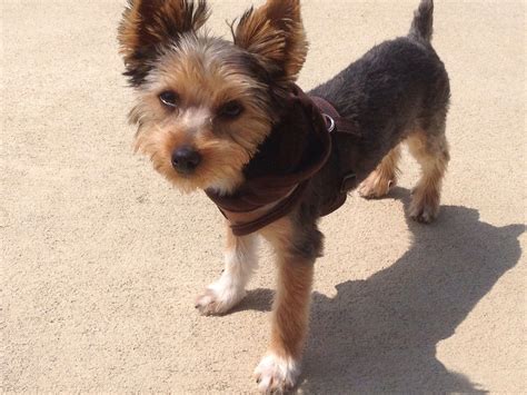 86 Awesome Puppy Haircut For Yorkie - Haircut Trends