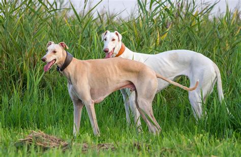 Greyhound | Dog, Appearance, Racing, History, & Facts | Britannica