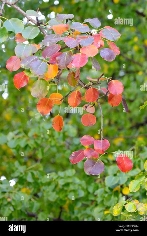 Pear tree leaves hi-res stock photography and images - Alamy