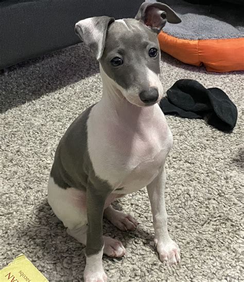 Italian Greyhound Puppies For Sale | Miami, FL #333485