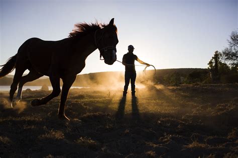 The Basics of Training a Horse