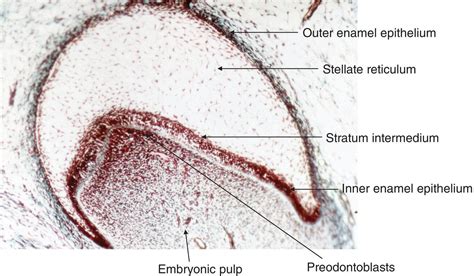 Enamel organ