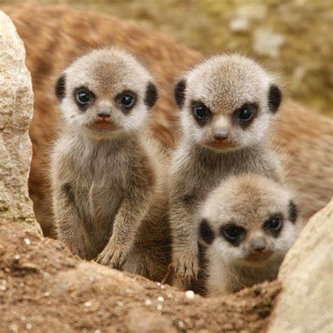 Cute!: Baby Meerkats!