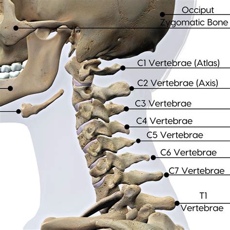 Cervical Nerve Pain Chart Chart Nerve Spinal Pain Symptoms Neck | The ...