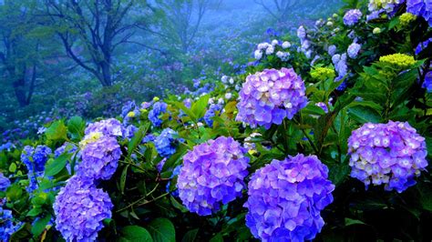 Hydrangea Wallpapers - Wallpaper Cave