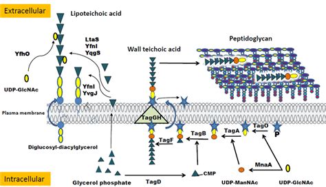 Wall teichoic acid and lipoteichoic acid biosynthesis pathways in ...