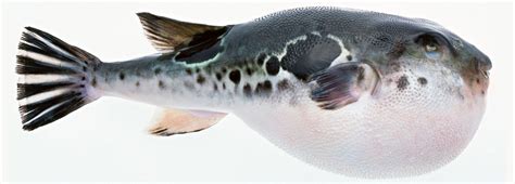 What Kind Of Fish Is Fugu? | Fugu Sushi - Fine Dining Lovers