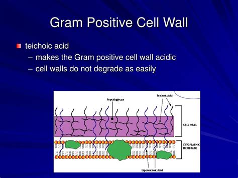 PPT - Cell Structure PowerPoint Presentation, free download - ID:483733