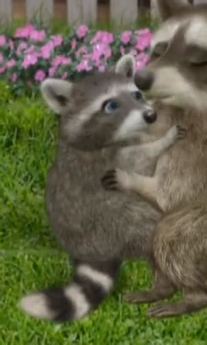 Baby Raccoon | Wonder Pets! Wiki | Fandom