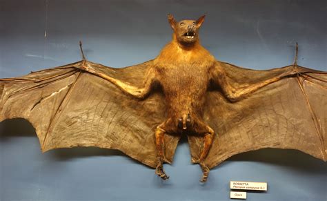 The large flying fox (Pteropus vampyrus), also known as the greater ...