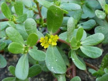 What are the Uses and Health Benefits of Common Purslane (Portulaca ...