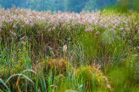 Swamp plants stock image. Image of landscape, plant, season - 77158097