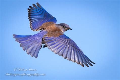 Female Mountain Bluebird Flying