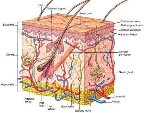 Hypodermis Skin Layers | Skin anatomy, Integumentary system, Skin