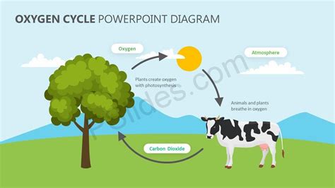 Oxygen Cycle PowerPoint Diagram | Carbon dioxide oxygen cycle, Carbon ...