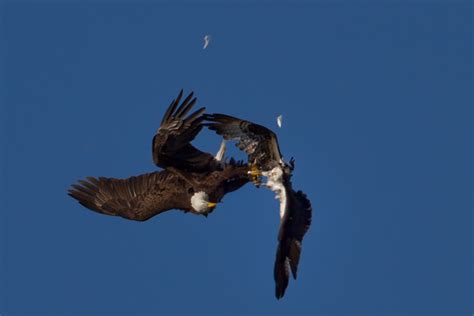 Nature & Travel Photo of the Day, Aerial Combat, Bald Eagle and Osprey ...