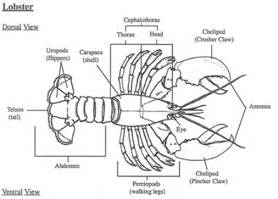 Homarus americanus - The Muscular System