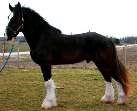 Black Shire Stallion | Big horses, Beautiful horses, Horses