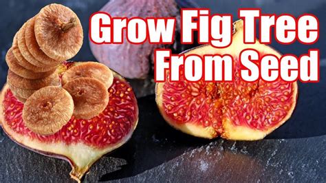 Fig Seeds - Twin Fruit