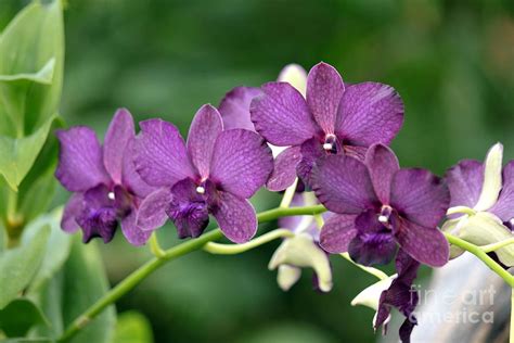 Dark Purple Orchid Photograph by Eric Irion | Fine Art America