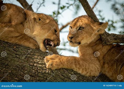 Close-up of Lion Cub Roaring at Another Stock Photo - Image of five ...