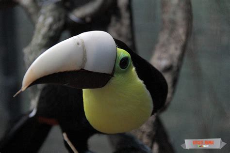 Grecia the Toucan Finally Has His New 3D Printed Beak | 3DPrint.com ...