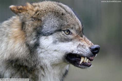 Gray Wolf Facts: Discover One Of The World's Best-Known Predators