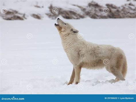 Arctic Wolf Howling Stock Photography - Image: 29700632