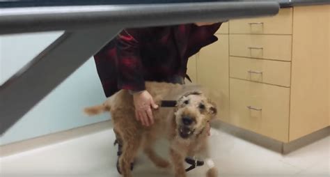 Blind Dog Gets Surgery And Now He Can See, And His Reaction Is Winning ...