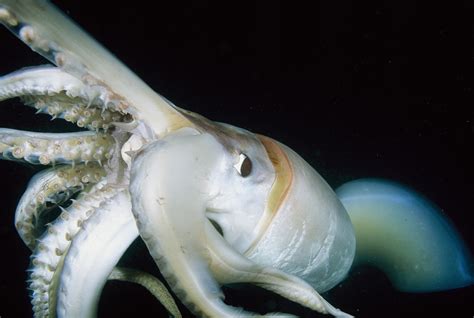 Giant Squid, Once A Myth, Today A Reality | Animal Photo