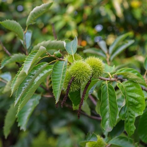 Chinese Chestnut Trees For Sale at Chief River Nursery - Chief River ...