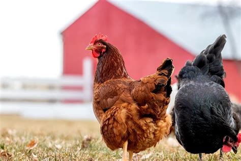 Rhode Island Red: All You Need To Know | Chickens And More