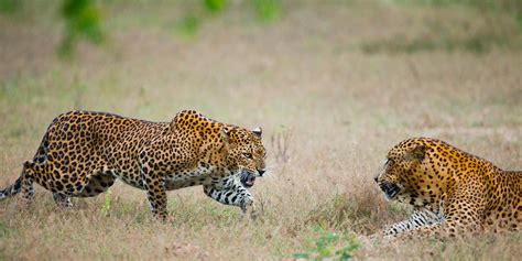 Looking for Sri Lankan Leopards in Luxury - Travelogues from Remote Lands