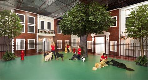 dog house pet resort - myydrug