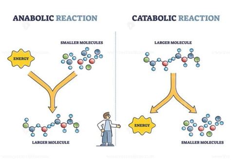 Anabolic vs catabolic reaction comparison in metabolism outline diagram ...