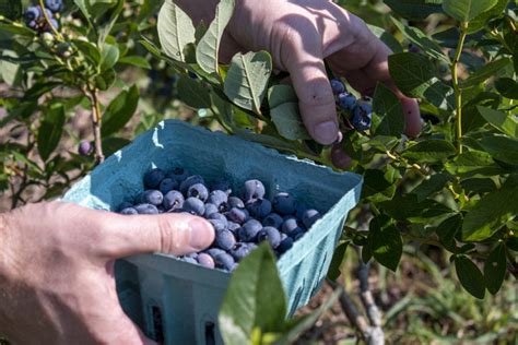 How & When to Prune Blueberry Bushes for Bountiful Berries Every Year