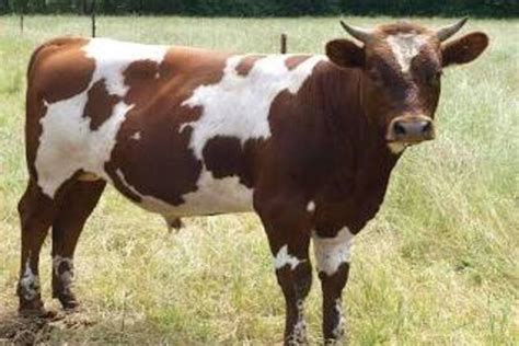 Ayrshire Cattle: The Resilient and Adaptable Breed for Sustainable ...