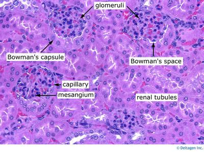 Kidney Histology - Kidney (labels) - histology slide